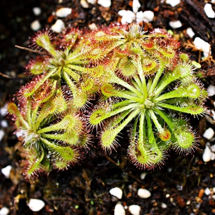 Rosnatka aliciae - Drosera alicinaea - semena rosnatky - 10 ks
