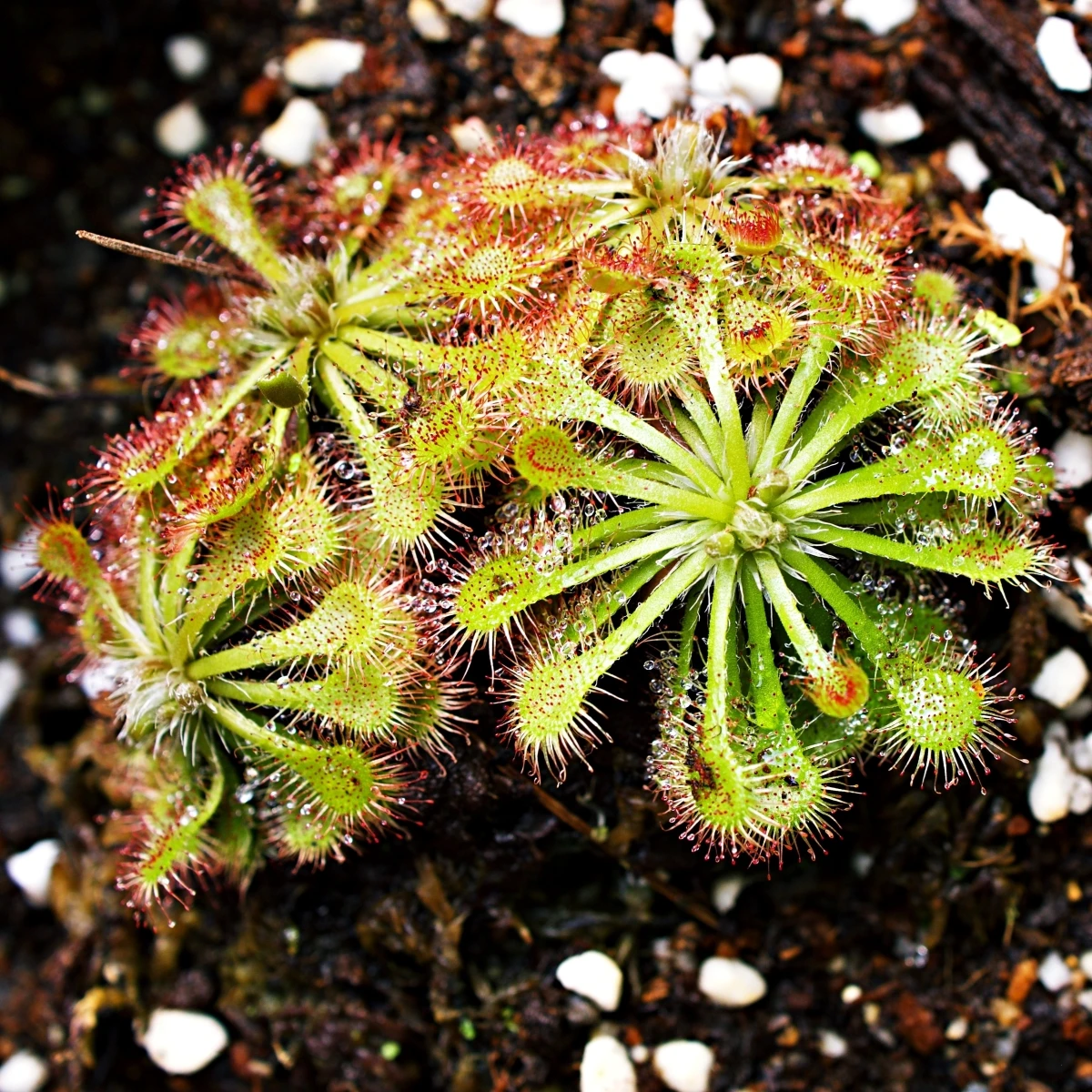 Rosnatka aliciae - Drosera alicinaea - semena rosnatky - 10 ks