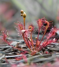 Rosnatka kapská Red Bonn - Drosera capensis - semena rosnatky - 10 ks