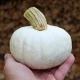 Tykev White Lamp F1 - Cucurbita pepo - semena tykve - 6 ks