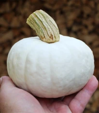 Tykev White Lamp F1 - Cucurbita pepo - semena tykve - 6 ks