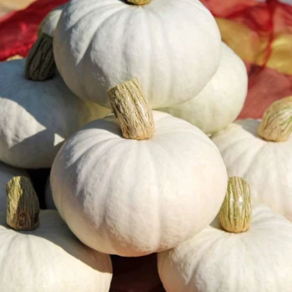 Tykev White Lamp F1 - Cucurbita pepo - semena tykve - 6 ks