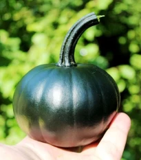 Dýně Black Bear F1 PMT - Cucurbita pepo - semena dýně - 7 ks