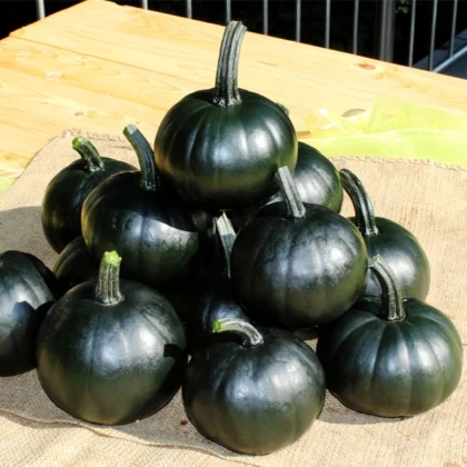 Dýně Black Bear F1 PMT - Cucurbita pepo - semena dýně - 7 ks