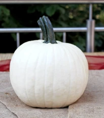 Tykev okrasná Avalanche F1 PMT - Cucurbita pepo - semena dýně - 6 ks