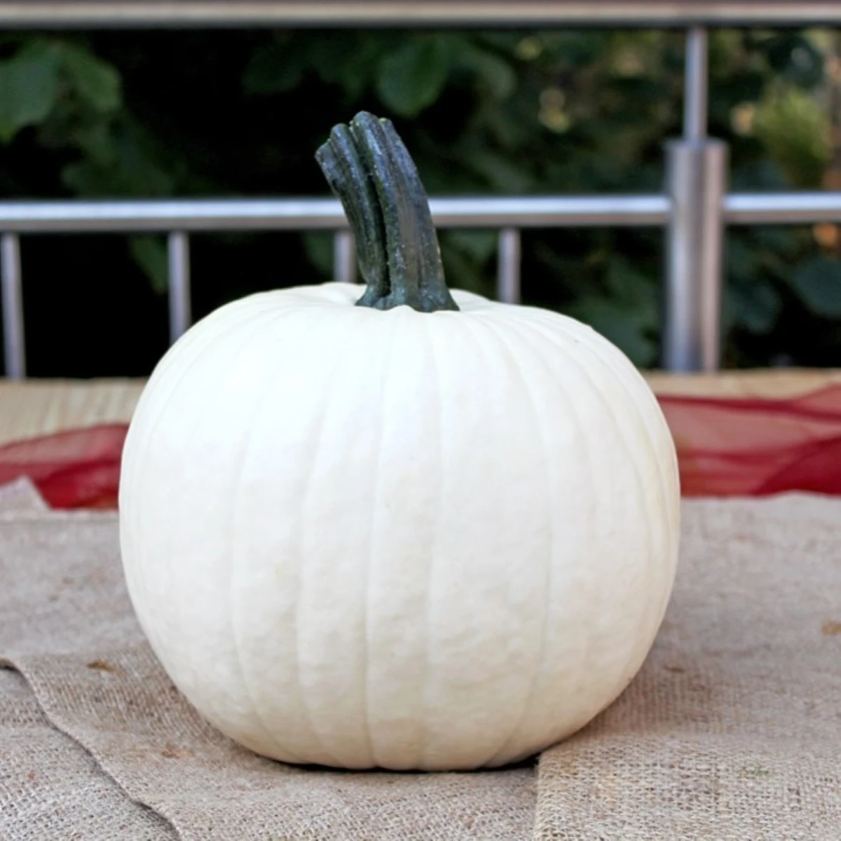 Tykev okrasná Avalanche F1 PMT - Cucurbita pepo - semena dýně - 6 ks