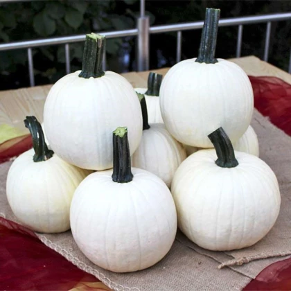 Tykev okrasná Avalanche F1 PMT - Cucurbita pepo - semena dýně - 6 ks