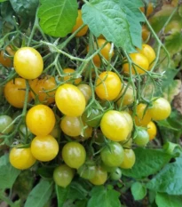 Rajče Mirabell - Solanum lycopersicum - semena rajčat - 6 ks