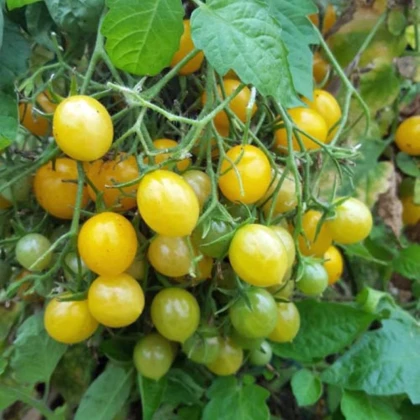 Rajče Mirabell - Solanum lycopersicum - semena rajčat - 6 ks
