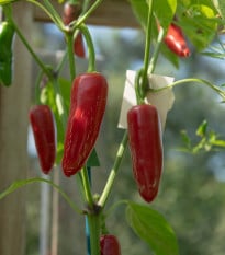 BIO Chilli Jalapeno Ruben - Capsicum annuum - bio semena chilli - 6 ks