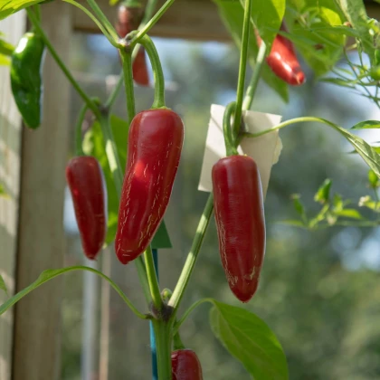 BIO Chilli Jalapeno Ruben - Capsicum annuum - bio semena chilli - 6 ks