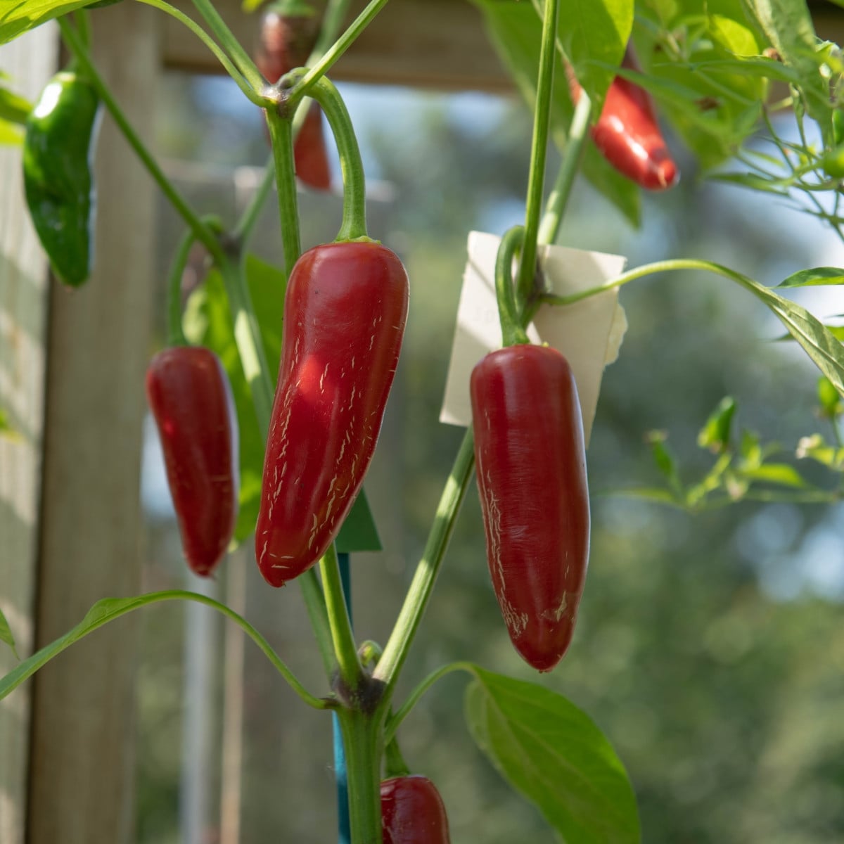 BIO Chilli Jalapeno Ruben - Capsicum annuum - bio semena chilli - 6 ks