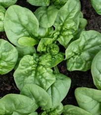 BIO Špenát Butterflay - Spinacia oleracea - bio semena špenátu - 70 ks