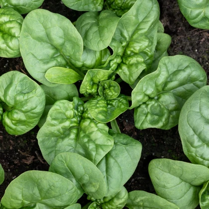 BIO Špenát Butterflay - Spinacia oleracea - bio semena špenátu - 70 ks