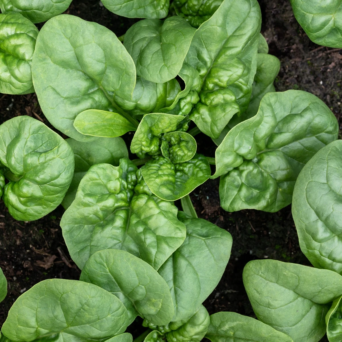 BIO Špenát Butterflay - Spinacia oleracea - bio semena špenátu - 70 ks