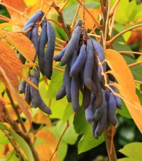 Palečník čínský - modré fazole - Decaisnea fargesii - semena pithayi - 8 ks