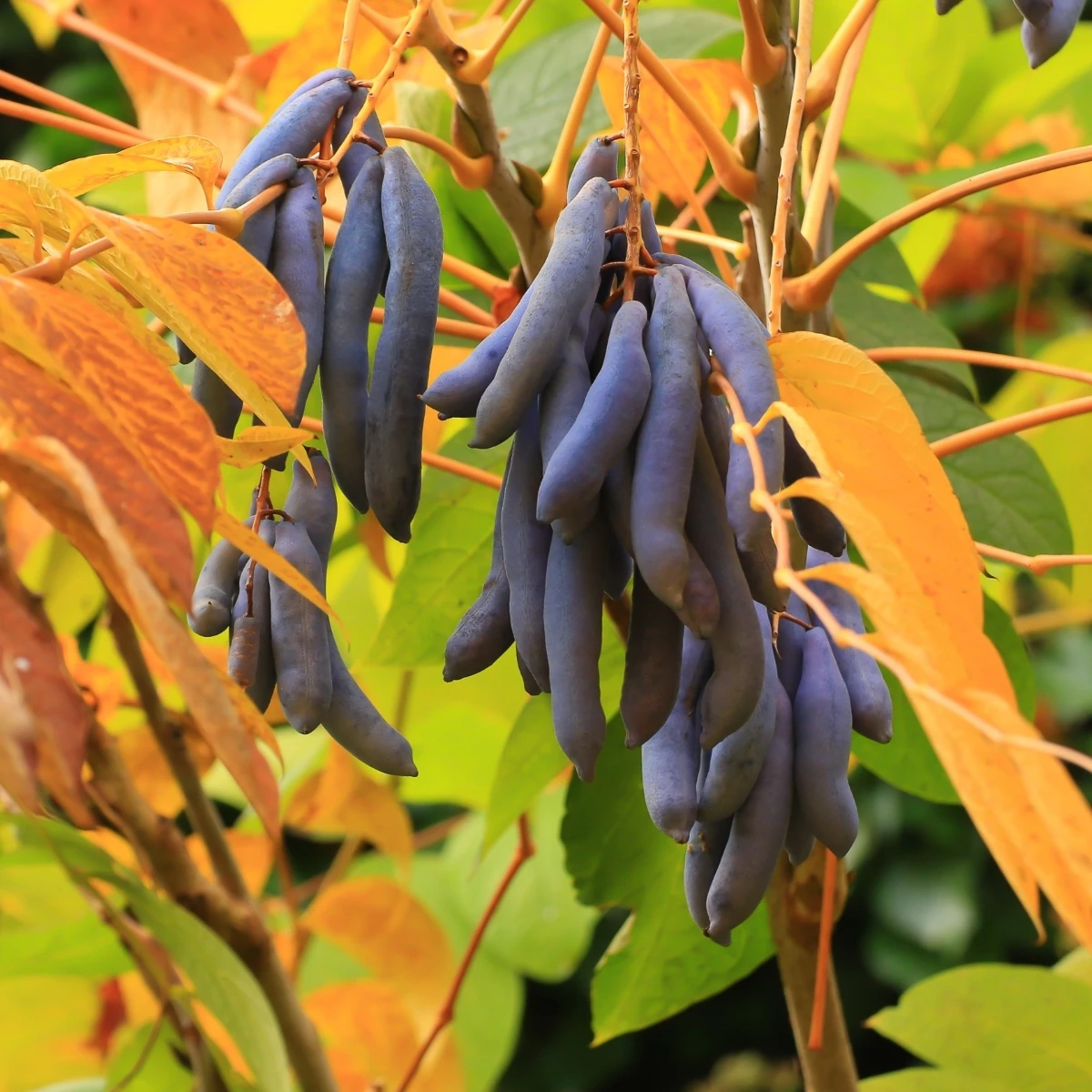 Palečník čínský - modré fazole - Decaisnea fargesii - semena pithayi - 8 ks