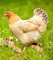 BIO Travní směs pro zatravnění výběhů a pastvin - směs trav - semena - Sativa - 500 g