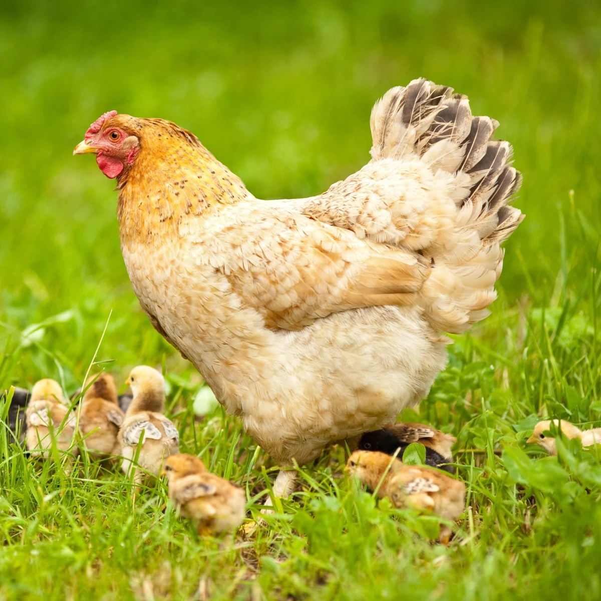 BIO Travní směs pro zatravnění výběhů a pastvin - směs trav - semena - Sativa - 500 g