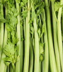 BIO Celer řapíkatý Tall Utah - Apium graveolens - bio semena celeru - 80 ks