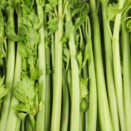 BIO Celer řapíkatý Tall Utah - Apium graveolens - bio semena celeru - 80 ks