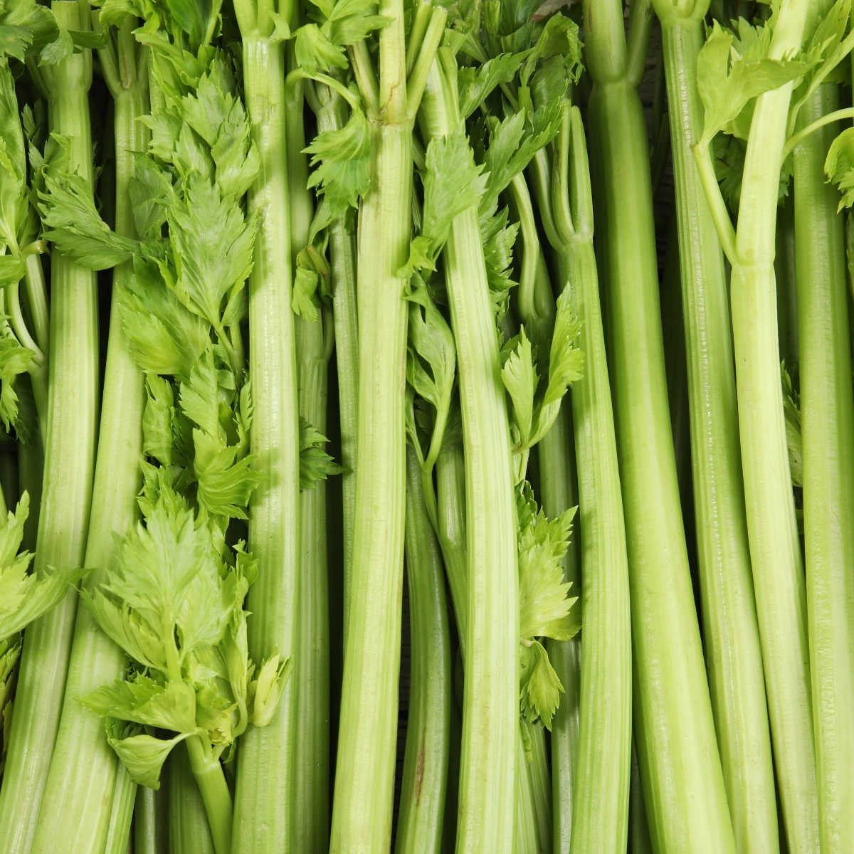 BIO Celer řapíkatý Tall Utah - Apium graveolens - bio semena celeru - 80 ks