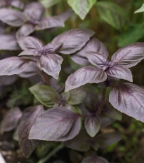 BIO Bazalka Rosso červená - Ocimum basilicum - bio semena bazalky - 100 ks