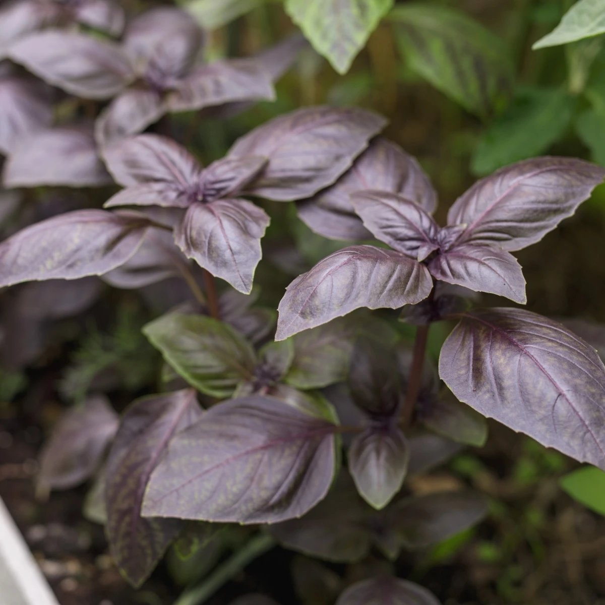 BIO Bazalka Rosso červená - Ocimum basilicum - bio semena bazalky - 100 ks