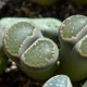 Lithops euniceae Bellaketty - Lithops euniceae - semena lithopsu - 5 ks