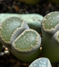 Lithops euniceae Bellaketty - Lithops euniceae - semena lithopsu - 5 ks