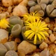 Lithops euniceae Bellaketty - Lithops euniceae - semena lithopsu - 5 ks