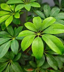 Šeflera prstovitá - Schefflera digitata - semena šeflery - 6 ks