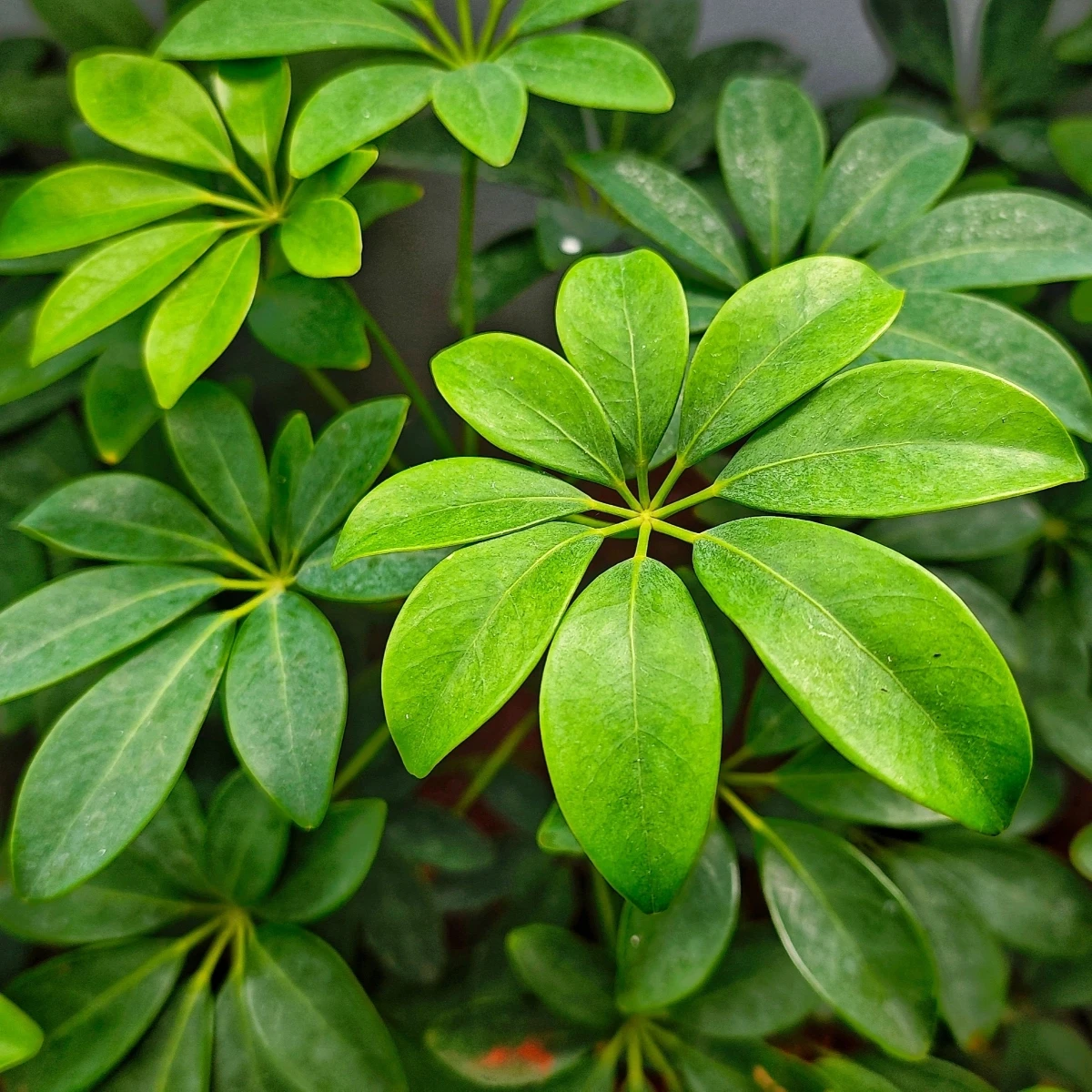 Šeflera prstovitá - Schefflera digitata - semena šeflery - 6 ks