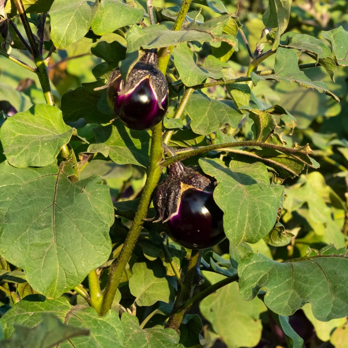 BIO Lilek Bambino - Solanum melongena - bio semena lilku - 15 ks