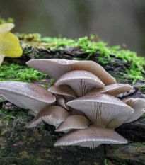Hlíva ústřičná - zrnitá - Pleurotus ostreatus - sadba - 500 ml