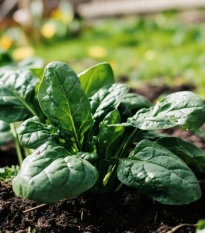Špenát Fagot - Spinacia oleracea - semena špenátu - 200 ks