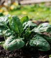 Špenát Fagot - Spinacia oleracea - semena špenátu - 200 ks