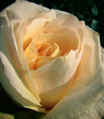 Růže velkokvětá keřová - Fragrant Casanova - Rosa - prostokořenné sazenice růže - 1 ks