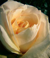 Růže velkokvětá keřová - Fragrant Casanova - Rosa - prostokořenné sazenice růže - 1 ks