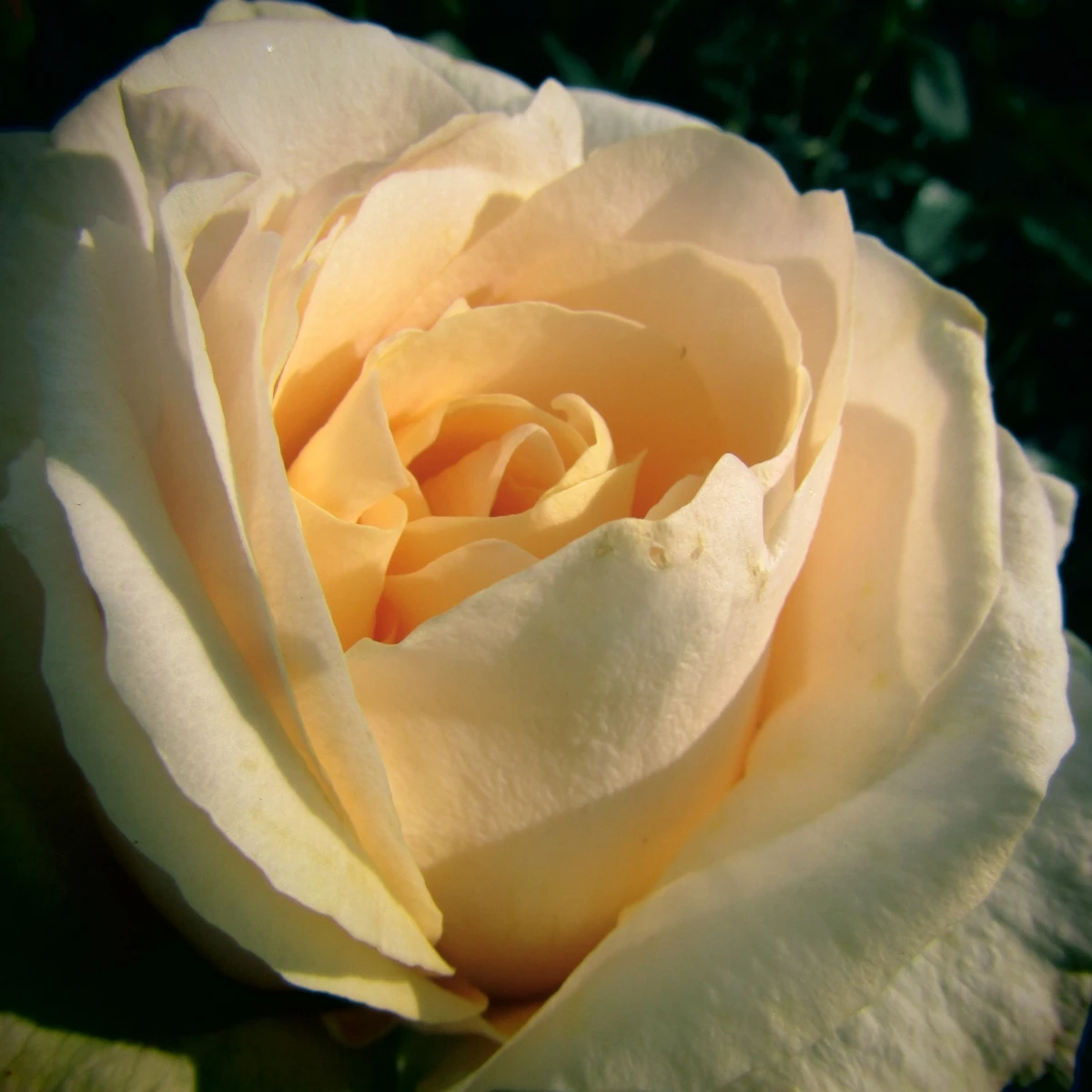 Růže velkokvětá keřová - Fragrant Casanova - Rosa - prostokořenné sazenice růže - 1 ks