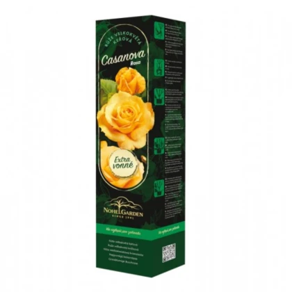 Růže velkokvětá keřová - Fragrant Casanova - Rosa - prostokořenné sazenice růže - 1 ks