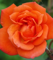 Růže velkokvětá keřová - Fragrant Doris Tysterman - Rosa - prostokořenné sazenice růže - 1 ks