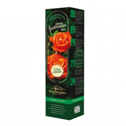 Růže velkokvětá keřová - Fragrant Doris Tysterman - Rosa - prostokořenné sazenice růže - 1 ks