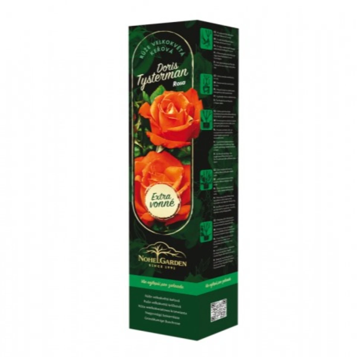 Růže velkokvětá keřová - Fragrant Doris Tysterman - Rosa - prostokořenné sazenice růže - 1 ks