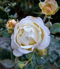 Růže velkokvětá keřová - Fragrant Chopin - Rosa - prostokořenné sazenice růže - 1 ks