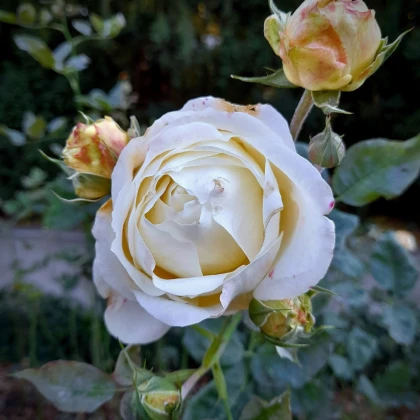 Růže velkokvětá keřová - Fragrant Chopin - Rosa - prostokořenné sazenice růže - 1 ks