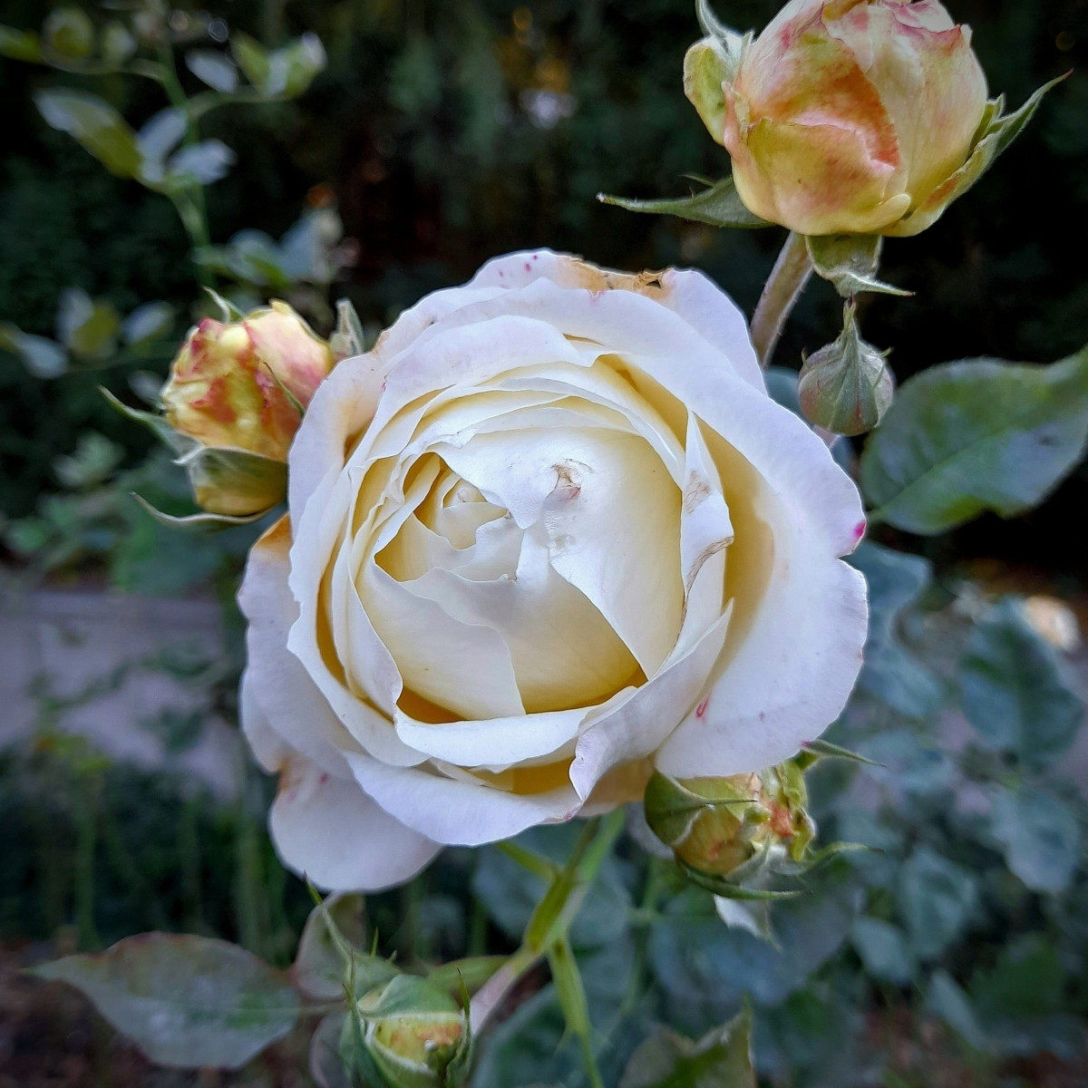 Růže velkokvětá keřová - Fragrant Chopin - Rosa - prostokořenné sazenice růže - 1 ks