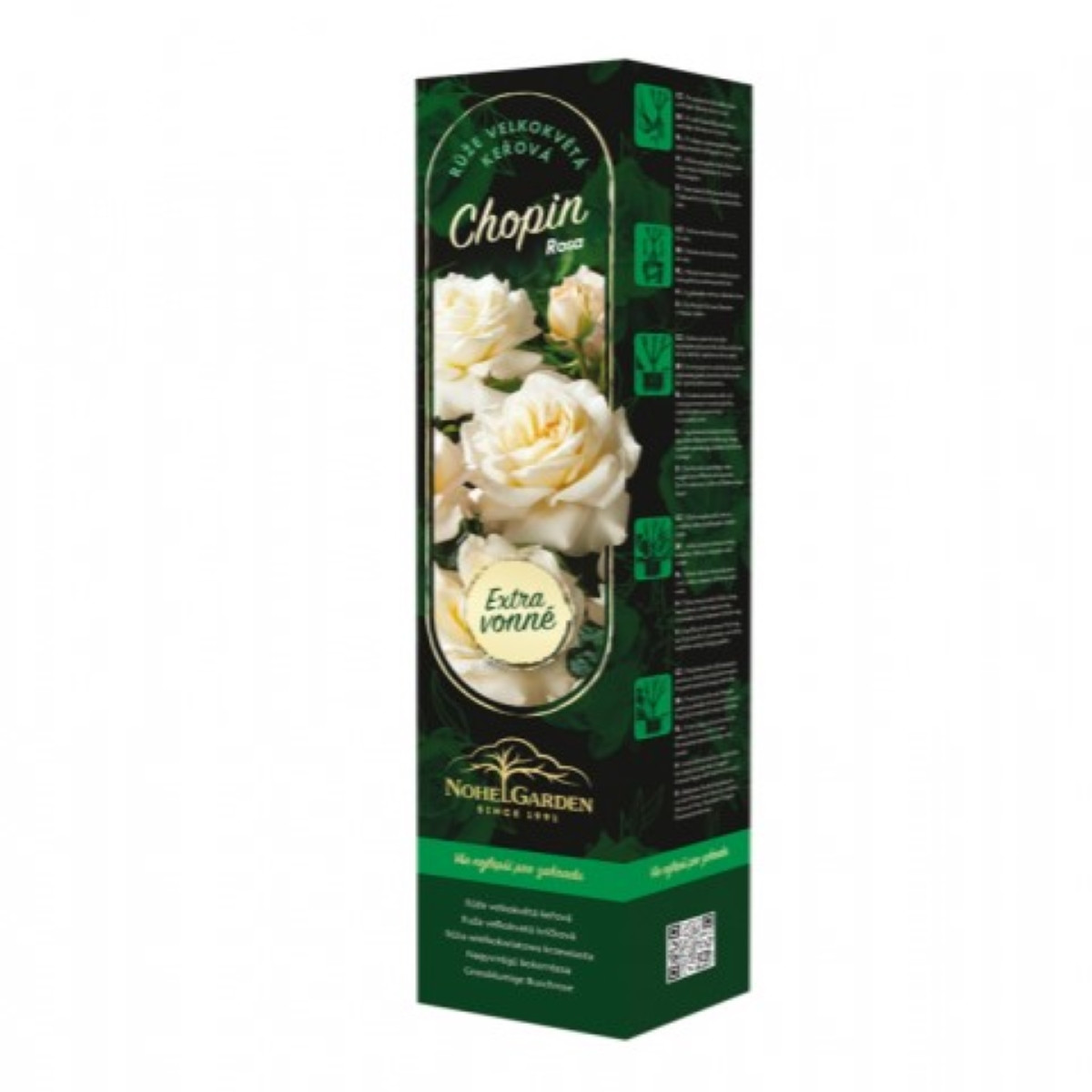 Růže velkokvětá keřová - Fragrant Chopin - Rosa - prostokořenné sazenice růže - 1 ks