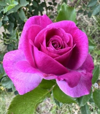 Růže velkokvětá keřová - Fragrant Lila Wunder - Rosa - prostokořenné sazenice růže - 1 ks