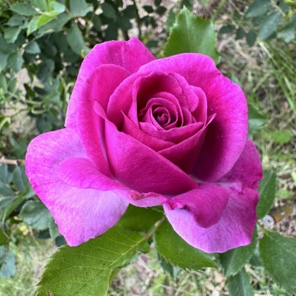 Růže velkokvětá keřová - Fragrant Lila Wunder - Rosa - prostokořenné sazenice růže - 1 ks